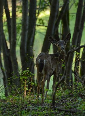 Deer Over-Shoulder Glance
