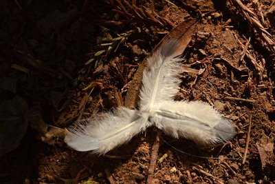 Pinwheel of Feathers