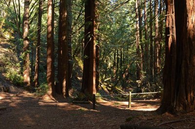 Redwoods