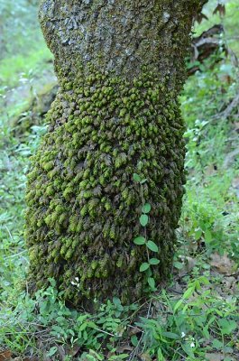 Mossy Tree