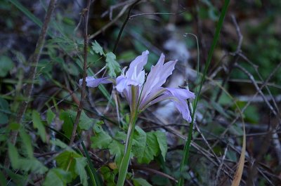 Light Purple Iris