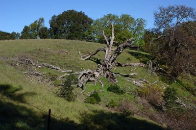 Octopus Tree