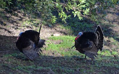 Two Handsome Turkeys