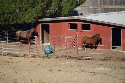 Two Horses & Red Barn