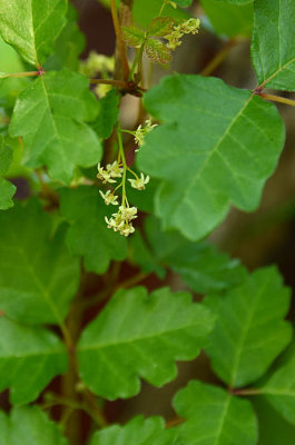 Poison Oak Flowers