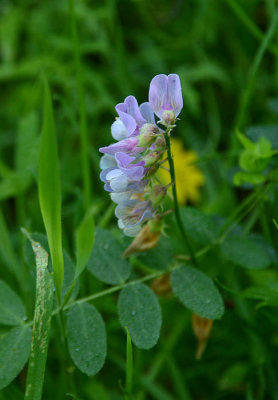 Wild Pea or American Vetch Possibly