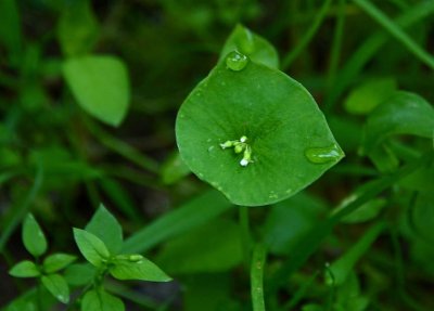 Miners' Lettuce