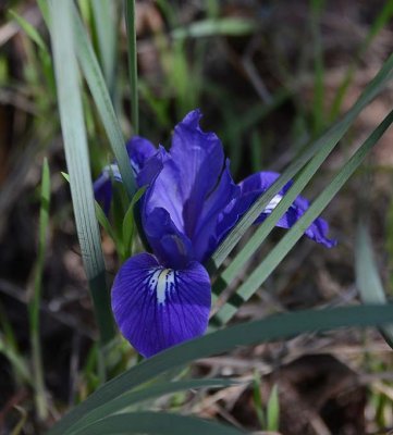 Dark Iris