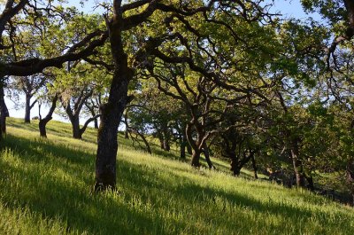 Slanted Hill and Light
