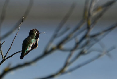 Hummer (Anna's Hummingbird)