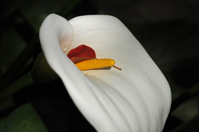 Calla Lily With Red Leaf
