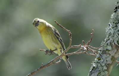 Goldfinch with Cocked Head