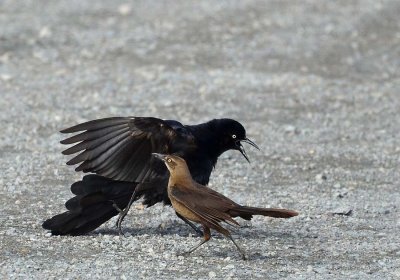 Great Tailed Grackle Dance