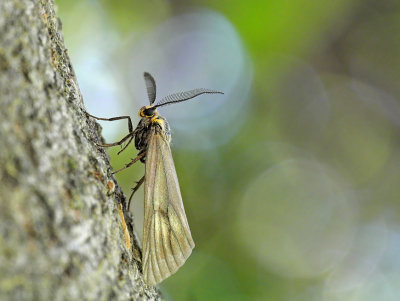 Moth on Trunk