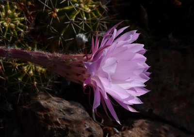 Cactus Bloom from the Side
