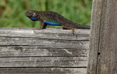 Very Blue Fence Lizard