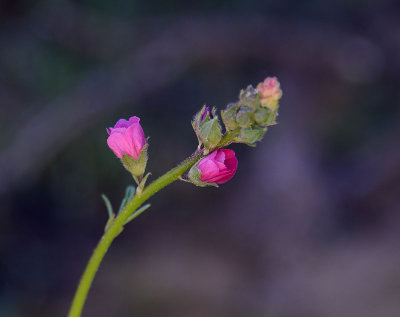 Tiny Pink Buds