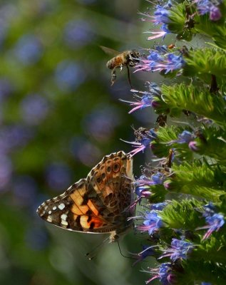 West Coast Lady Butterfly and Bee