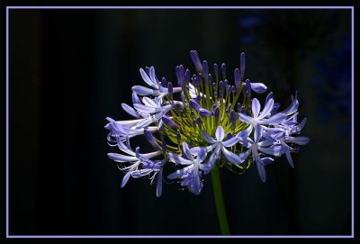 Lily of the Nile - Agapanthus