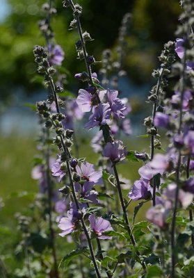 Purple Hollyhocks