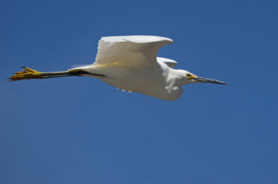 Snowy Egret Flies By