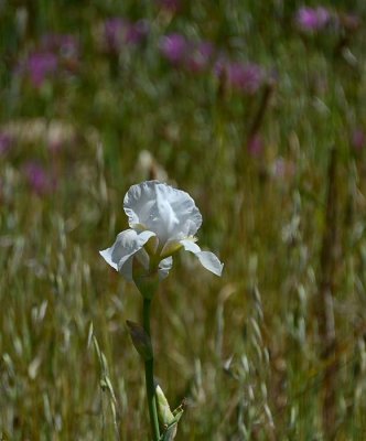 One White Iris
