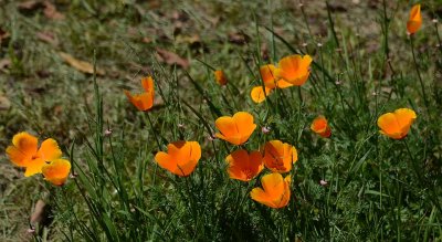 Many Poppies