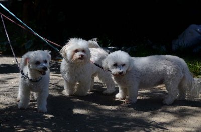 Three White Fluffy Faces
