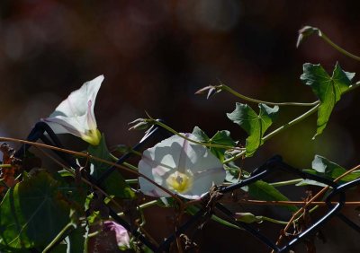 Pretty Bindweed