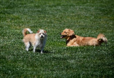 Two Dogs on a Lawn