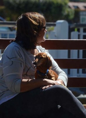 Dachsy Through A Screen Window