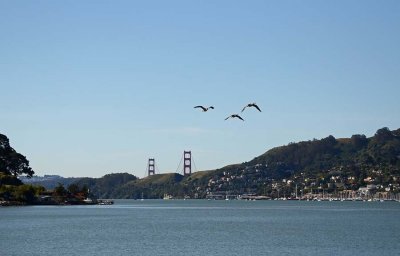 Geese Over the Golden Gate