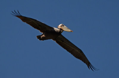 Brown Pelican in Flight