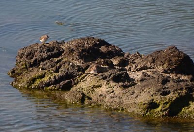 Sandpipers