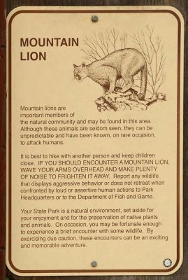 Mountain Lions Might Be In Area