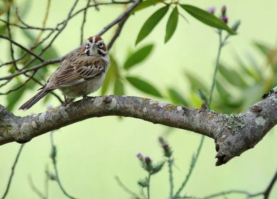 Lark Sparrow Facing Front