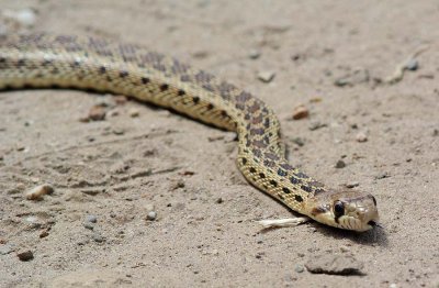 Gopher Snake From the Side
