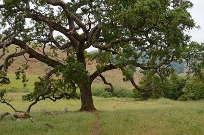 Oak and Water Trough