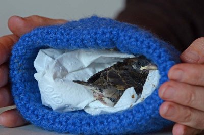 263 Baby House Sparrow