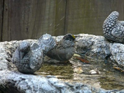 Gold Crowned Sparrow Bath