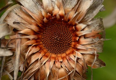 Dead Sunflower-Type Flower