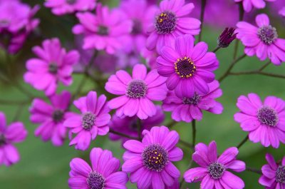 South African Geranium