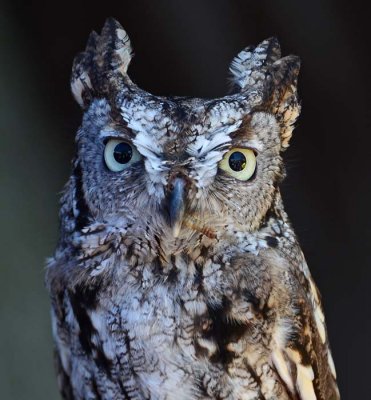 Screech Owl Face