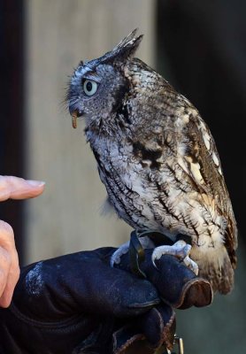 Screech Owl with Meal Worm