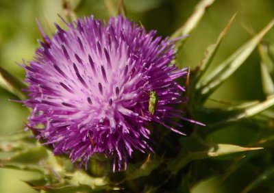 Milk Thistle and Cricket