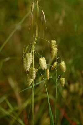 Rattlesnake Grass