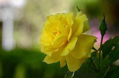 19- 355 Yellow Rose