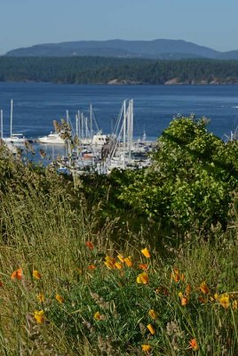 Poppies and Masts