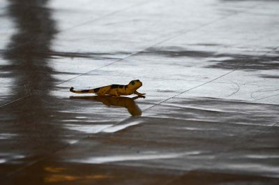 An Escapee - Toy Lizard