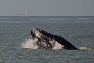 Whale Watching - Humpback